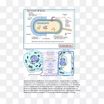 细菌囊微生物学细胞糖合酶-细菌细胞结构