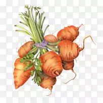 胡萝卜植物学插图绘制植物学-胡萝卜