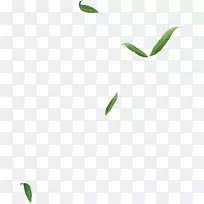 叶标志植物茎线字体-叶