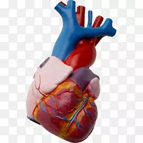 心脏解剖β阻滞剂人体-心脏