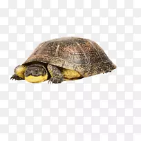箱式海龟博客-Tortuga