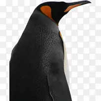 帝企鹅鸟种Parque pingüino Rey-企鹅