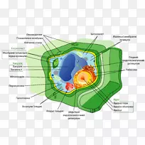 植物细胞壁细胞器-植物