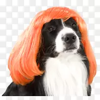 英国斯普林尔猎犬狗王查尔斯猎犬种-犬种