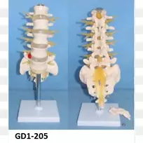 马尾，脊髓神经，脊柱，腰椎-马尾
