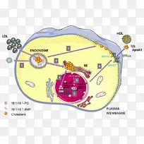胆固醇abca 1肝x受体LDL受体低密度脂蛋白