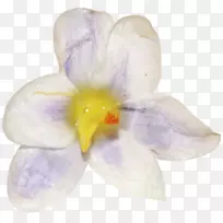 罗盘蛾兰花科紫罗兰-番红花