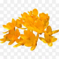 黄色番红花橙玫瑰花-番红花