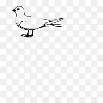 海鸥鸭鸟夹艺术-鸭