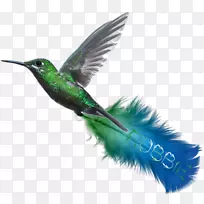 蜂鸟绿松石喙蓝绿色翅膀羽毛