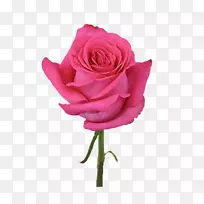 粉红色的花，玫瑰的衣服，颜色-玫瑰