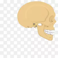 颅骨顶骨颞线人体骨骼解剖-骨骼肌