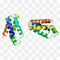 mTORC 1蛋白西罗莫司翻译蛋白