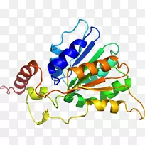 Rhoq基因cdc42ep2蛋白-相关转录因子