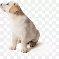 拉布拉多猎犬繁殖飞碟