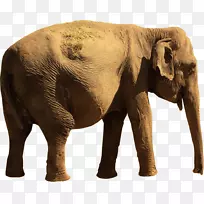 印度象非洲象牙野生动物-印度