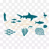 食物链食物网海洋生态系统生物蓄积