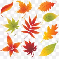 绘制秋叶颜色-设计