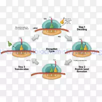 翻译延伸蛋白生物合成转录RNA