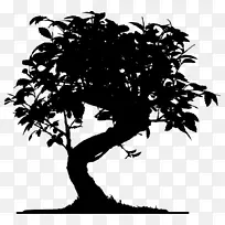 小枝贴壁贴花盆景树-白橡树