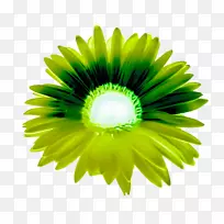 特写特兰士瓦雏菊黄色雏菊