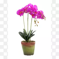 飞蛾兰花金牛兰切花飞蛾兰花