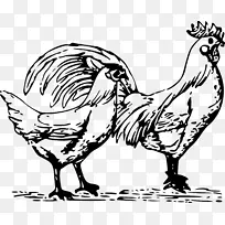 鸡画夹艺术-鸡