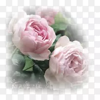 花园玫瑰，玫瑰‘权杖’岛‘英国玫瑰，粉红色花-花