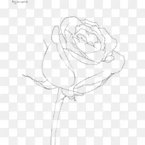 花园玫瑰花卉设计草图设计