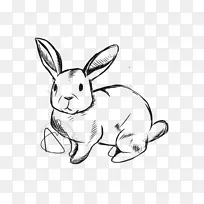 国内野兔线艺术须画-兔