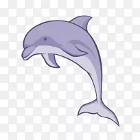 普通宽吻海豚，短喙海豚，图库西白海豚，粗齿海豚，海豚和海豚