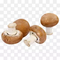 普通蘑菇真菌养殖ГъбитевБългария-Braun