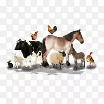 农场绵羊，家畜，动物，疯子-绵羊