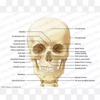 人颅骨、耳、蝶骨解剖-耳