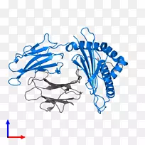 β-2微球蛋白人白细胞抗原mhcⅠ类跨膜蛋白主要组织相容性复合物