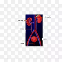 排泄系统肾反射学尿膀胱血