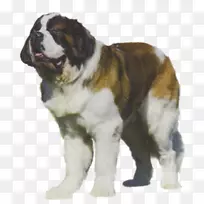 圣。伯纳德犬培育莫斯科看门狗伴狗-小狗