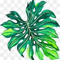 叶植物茎花YouTube树-叶