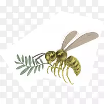 蜜蜂大黄蜂亚瓦派学院-蜜蜂