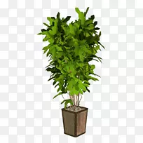 槟榔科植物