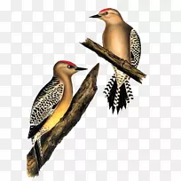 世界啄木鸟