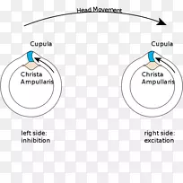 半规管前庭系统壶腹平衡运动感觉半规管