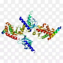 电压门控钙通道蛋白acnb 3基因电压门控离子通道复极