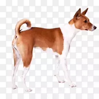 英国猎犬普鲁默猎犬Tenterfield猎犬品种