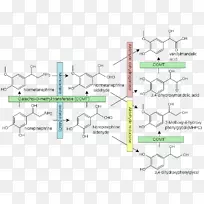 去甲肾上腺素转运体儿茶酚胺肾上腺素单胺类神经递质崩溃