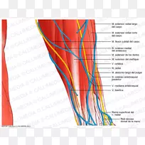 血管神经前臂人体解剖-手臂