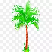亚洲棕榈椰子树-椰子