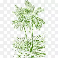 槟榔科画椰子树-棕榈树