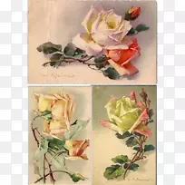 花园玫瑰，剪纸，花卉设计，花卉-去耦复古