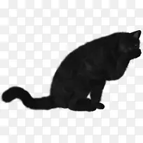 黑猫孟买猫家养短毛猫须-小猫